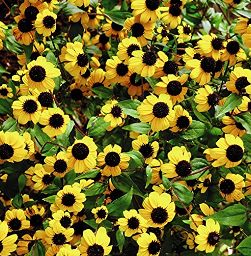 Sanvitalia procumbens ‘Yellow With Black Eye’ Creeping Zinnia Sunflower-Like Blooms Half-Hardy Annual Garden Flower Plant Easy to Grow Your Own 1x Seed Packet (Approx. 50 Seeds) by Thompson and Morgan