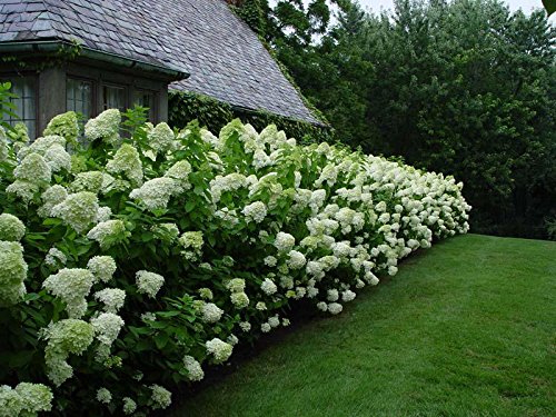 Semillas De Hortensia Panícula - 500 Unidades | Resistentes Para Jardín, Maceta O Bonsái