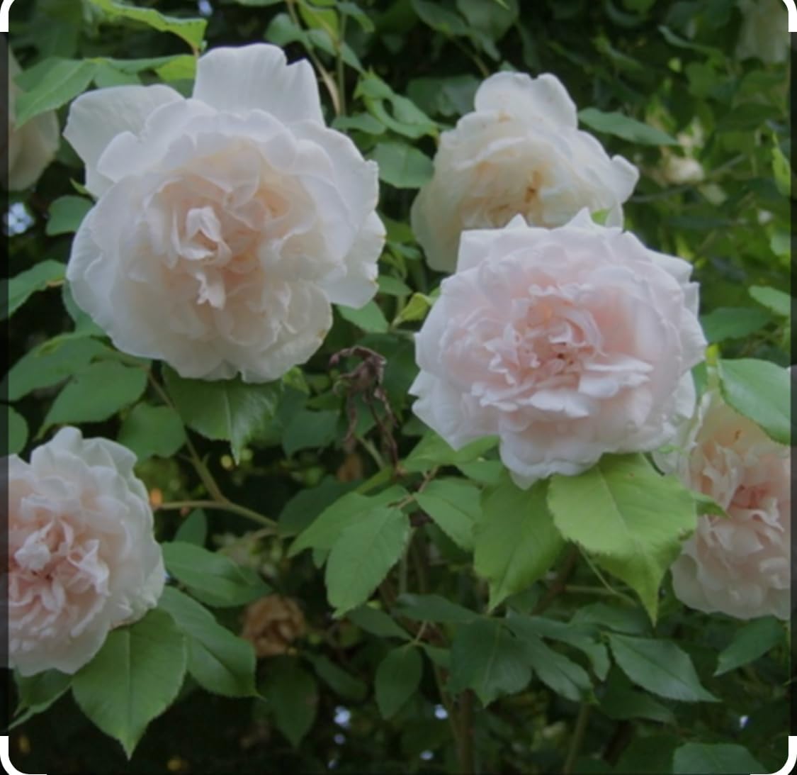 Madame Alfred Carriere Climbing Rose : Amazon.co.uk: Garden