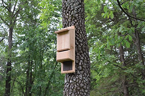 Songbird Essentials SETC105 Mini Bat Tower (Set of 1)