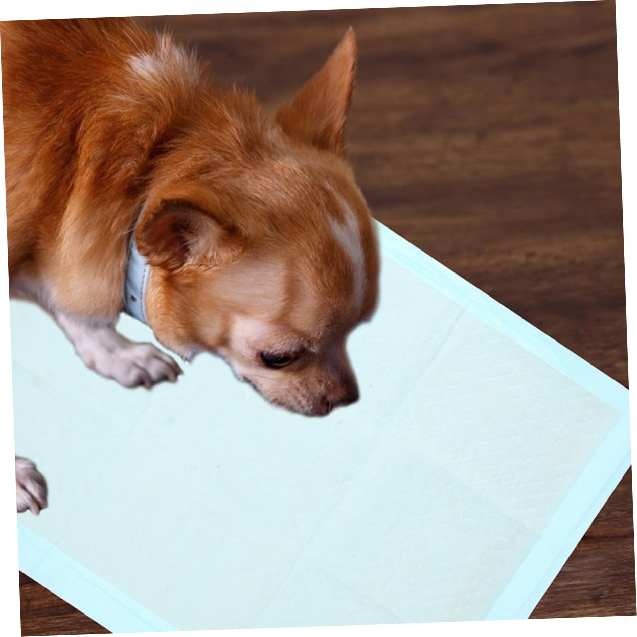 100pièces Tapis Absorbants pour Chiens Et Ultra Absorbante Et Étanche pour Entraînement Propreté Intérieur