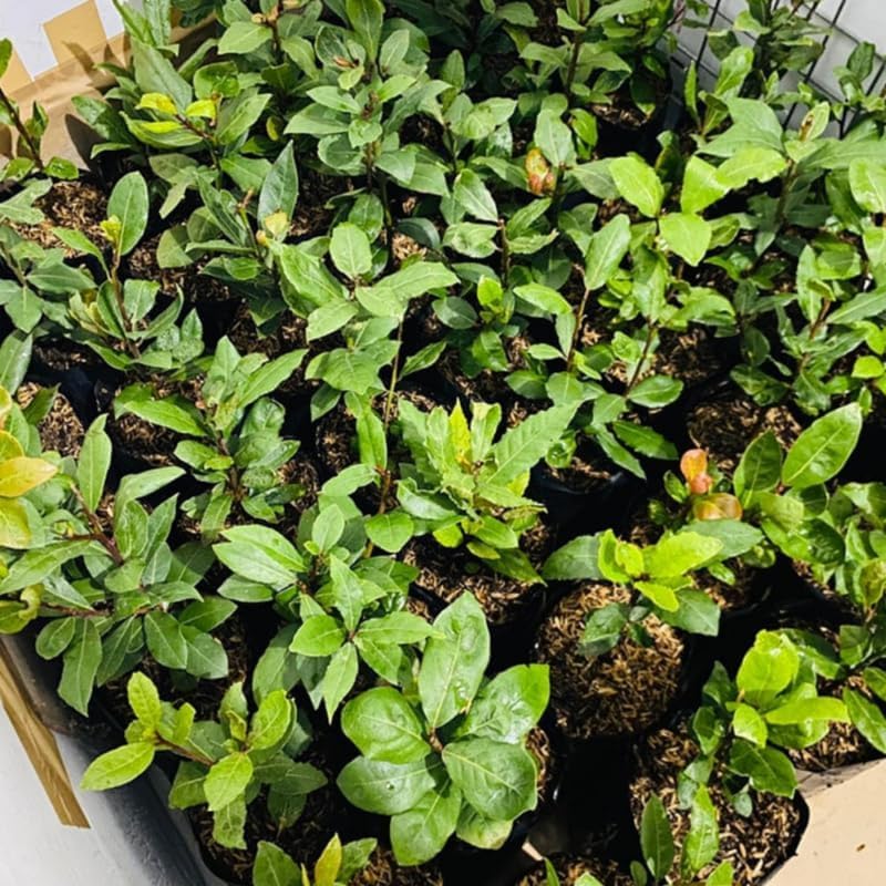 Bay Leaf Plant in 4 Inch Pot - 8 to 12 Inch Tall Bay Leaf Tree Potted, Perennial