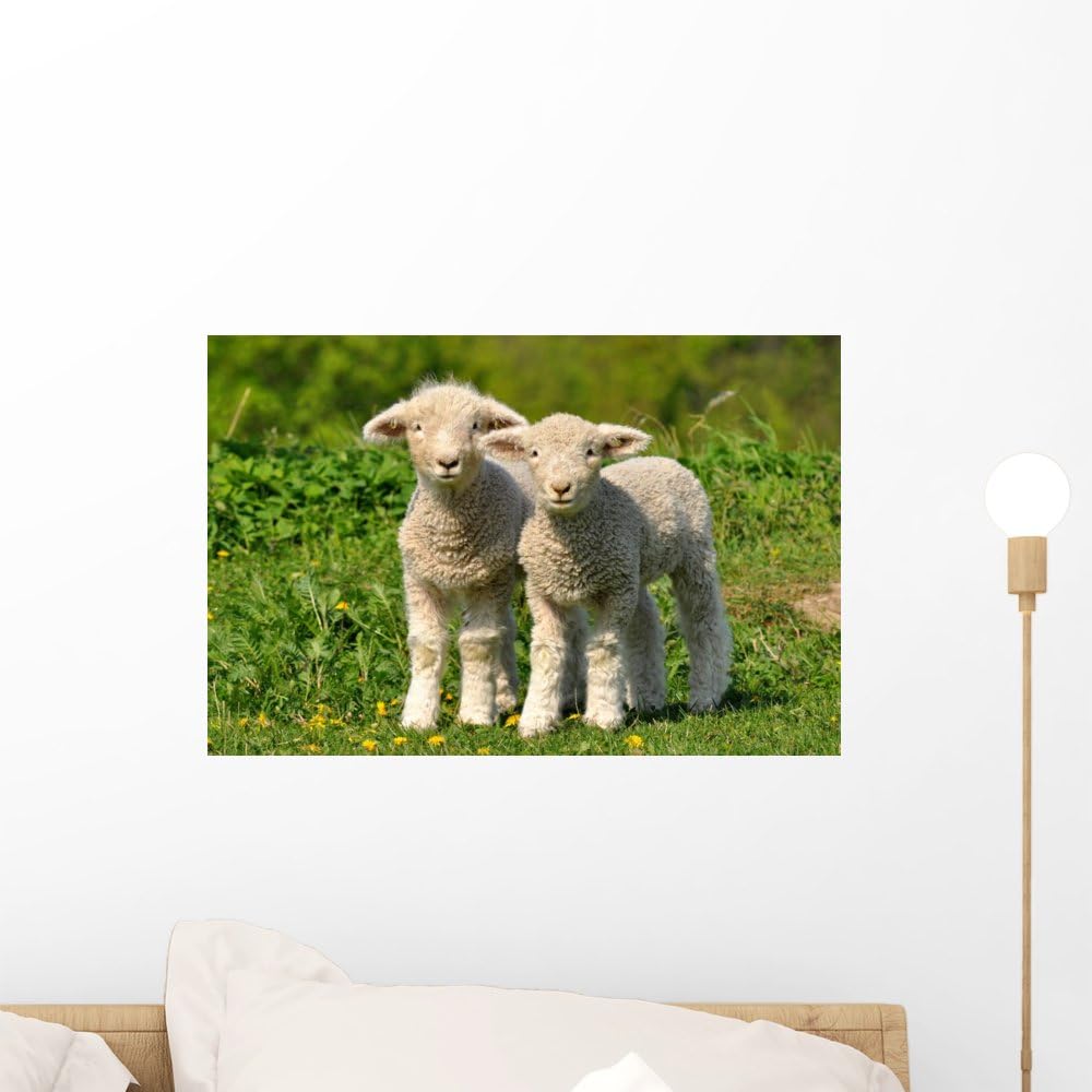 Two Cute Baby Lambs Wall Decal – Removable Vinyl Wall Sticker – Easy Peel & Stick – 18"