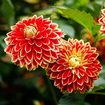 soor ploom■DAHLIA SMOCK■TEA Shop our Dahlia Smock… online now :)