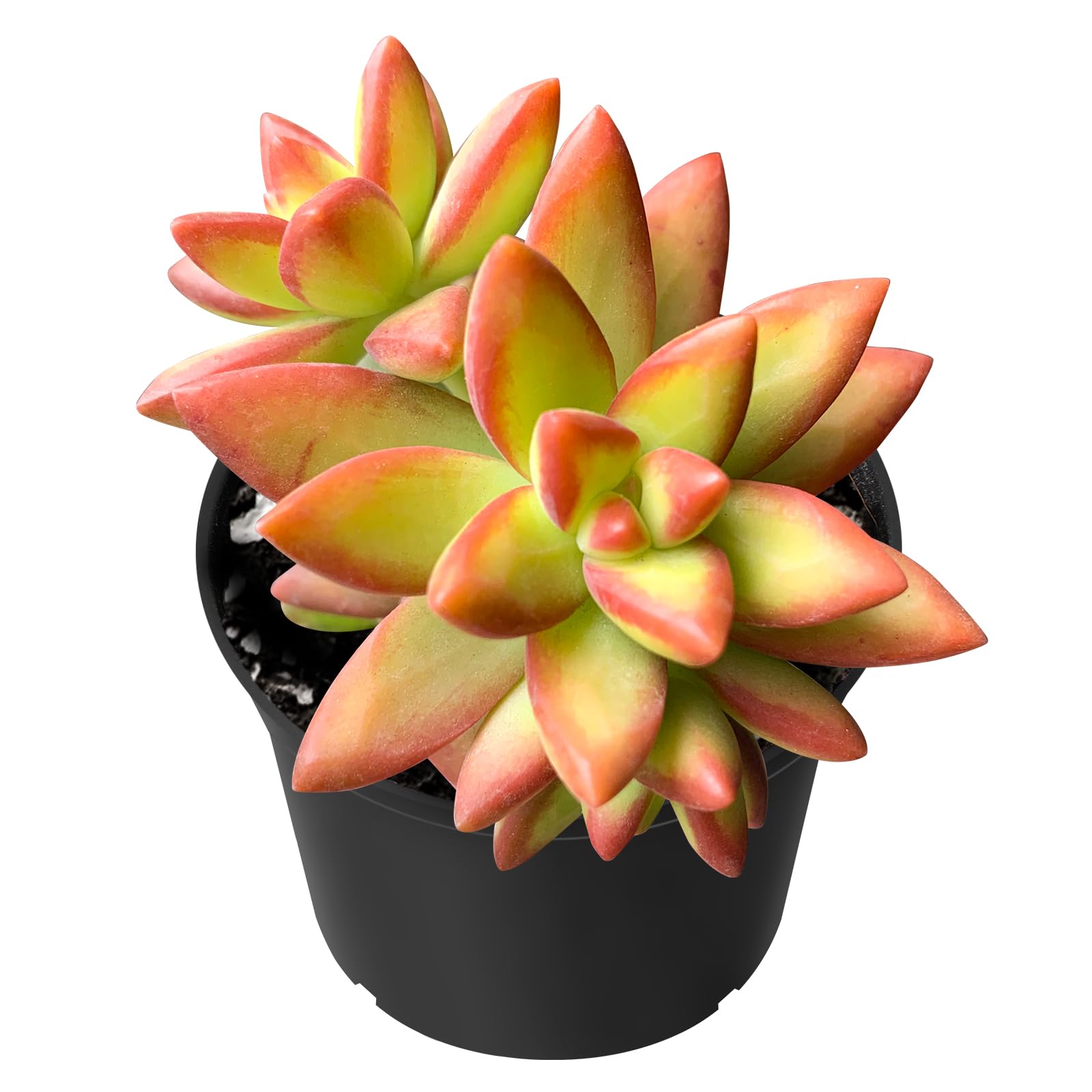 Amazon.com : Sprout N Green Sedum Adolphi 'Firestorm', Pets Friendly Live  Mini Succulent Plant Fully Rooted in 2" Starter Pot, Real House Plant for  Indoor Outdoor Home Office Wedding Decoration Party Favor :