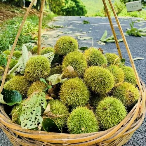 semillas de castaño - castaño - castaño en resistentes de castaño de balcón, balcón, decoración salón 10pcs