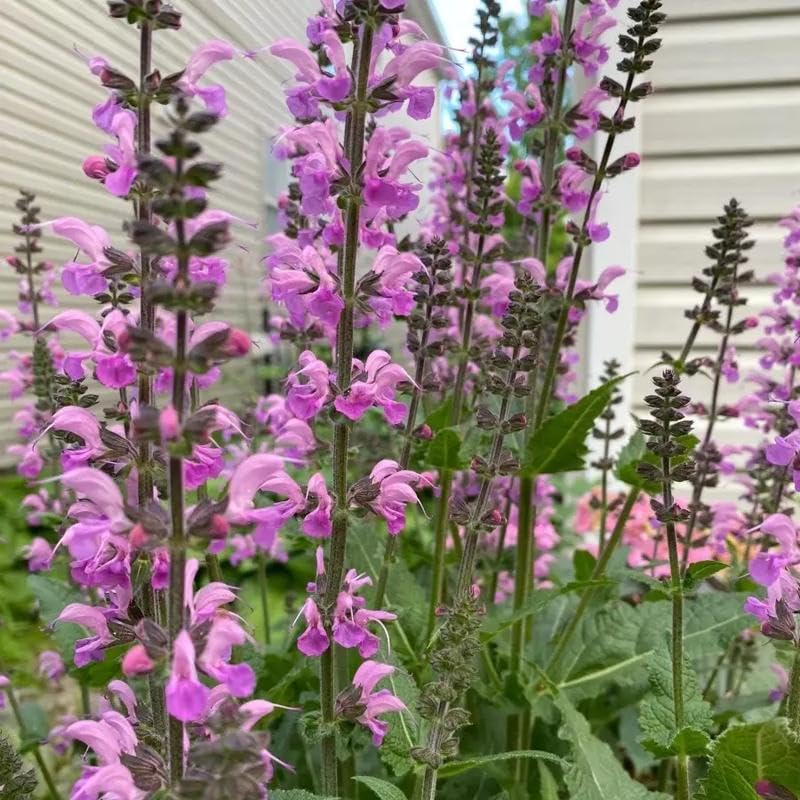 210pcs Salvia Sage Seeds - Non-GMO Heirloom Seeds Drought-Tolerant Cold-Hardy Perennial Herb Easy Growing for Home Garden