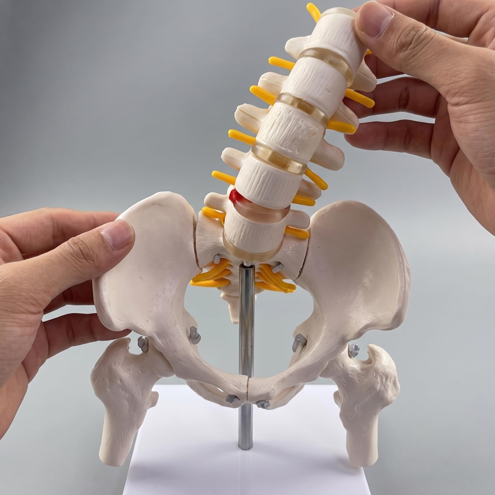Esquelético Espina Con Didáctico, espina Vertebral con Pelvis, Flexible, para Aula