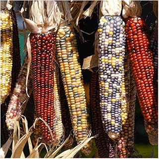 Package of 200 Seeds, Ornamental Corn"Indian Mixture" (Zea mays) Non-GMO Seeds by Seeds