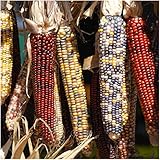 Seed Needs Corn Seeds Multicolor Ornamental Indian Corn | 200+ Seeds Zea Mays Non GMO Flint Corn Seed | Produces Cobs with Red, Blue, White, Yellow and Purple Kernels | Bulk