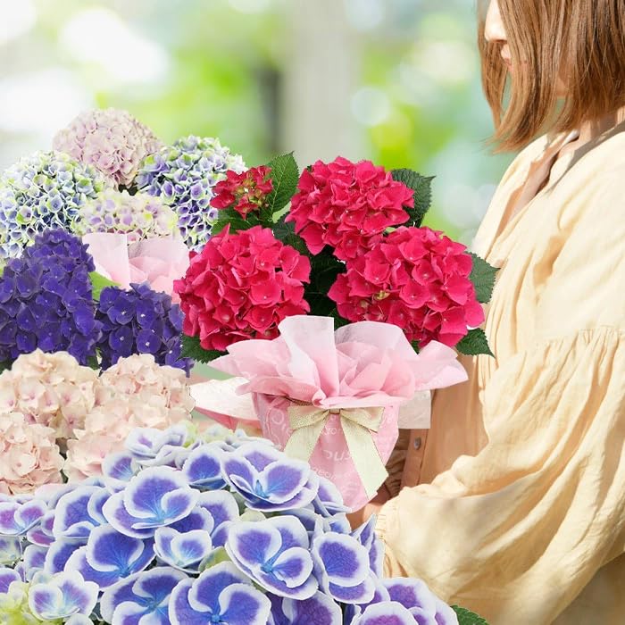 Amazon.co.jp: World Fantasy Garden 母の日 ギフト 花 鉢植え