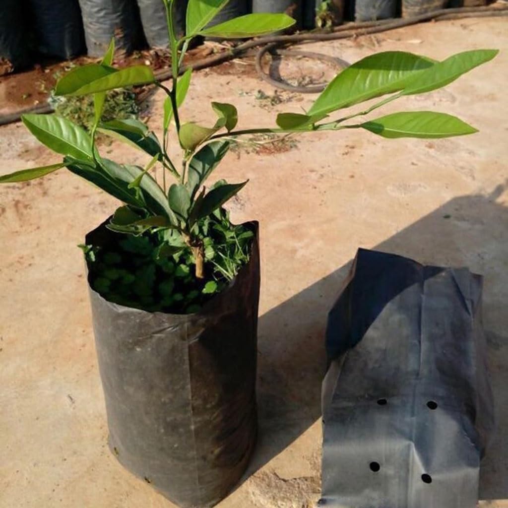 100Pcs Thicken Plant Grow Bags Seedling Pots Eco-Friendly Garden with Breathable Holes Black Planting Bags PE Nursery Bags(20X30-100PCS)