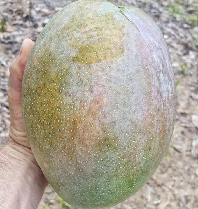 BeGrin Noorjahan Mango Big Size 3-5 Kg Live Plant Mamidi Mangifera indica Aam Amba Mankani Grafted Rare Varety 1 Live Plant Plants Tree (1.5-2 Ft Size) (B0D17RSS28) Amazon Price History, Amazon Price Tracker