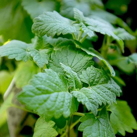 Amazon ハーブ苗 キャットニップ 西洋マタタビ イヌハッカ 2個セット おうちで簡単 育てやすい10 5cmポットハーブ苗シリーズ 自社農場から新鮮苗直送 品種で選べるハーブ苗 即出荷 ハーブ