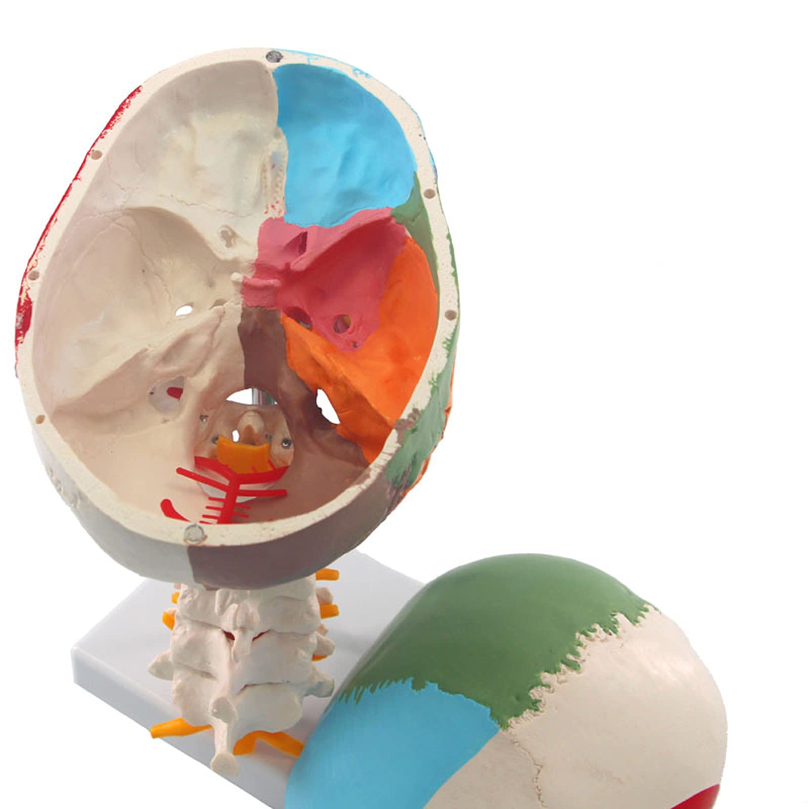 Buy Human Colored Skull Model, LifeSize Anatomy, Human Skull with