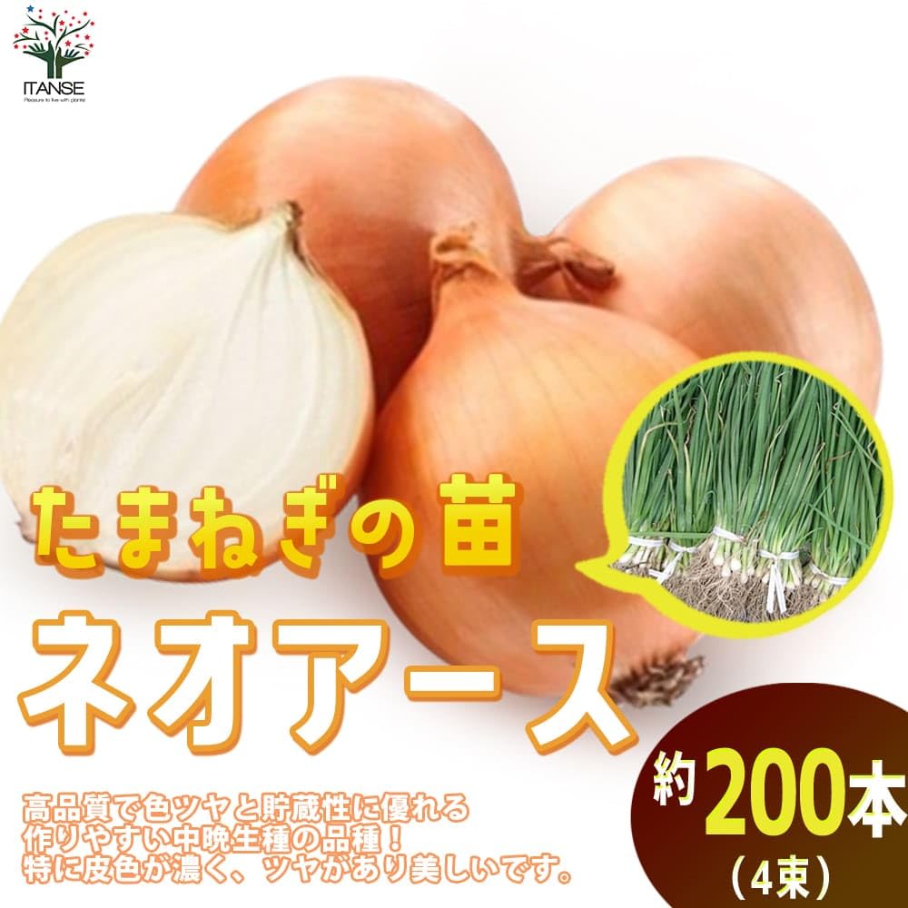 Amazon.co.jp: ITANSE 玉ねぎ抜き苗 品種：ネオ・アース(中晩生