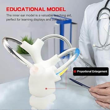 Semicircular Canal Cochlear Teaching Model, Inner Ear Cochlea Model - Cochlear Semicircular Canal and Vestibular Open Anatomical Model Ideal for Anatomical Study,Right