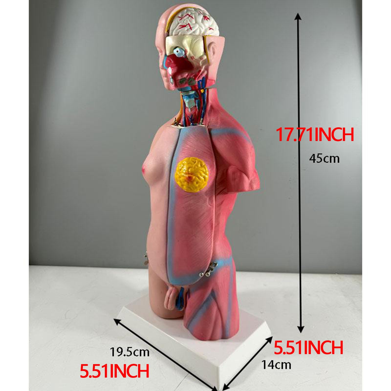 Modelo de Anatomía del Torso Humano 17,71", Modelo de Torso de 45 cm para Enseñanza Educativa de Anatomía Médica