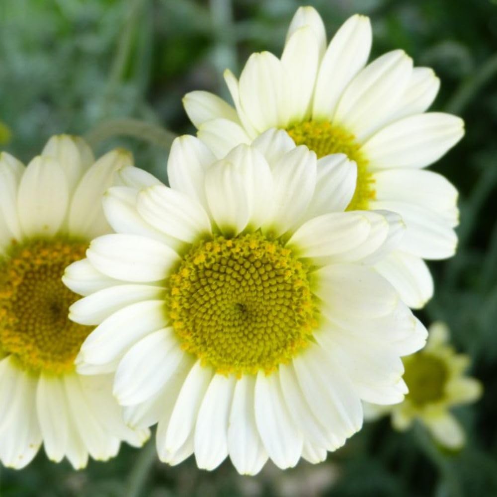Anthemis Tinctoria 'Sauce Hollandaise' - Hardy Perennial with Creamy Yellow Daisies – 1x 3 Litre Potted Plants by Thompson & Morgan