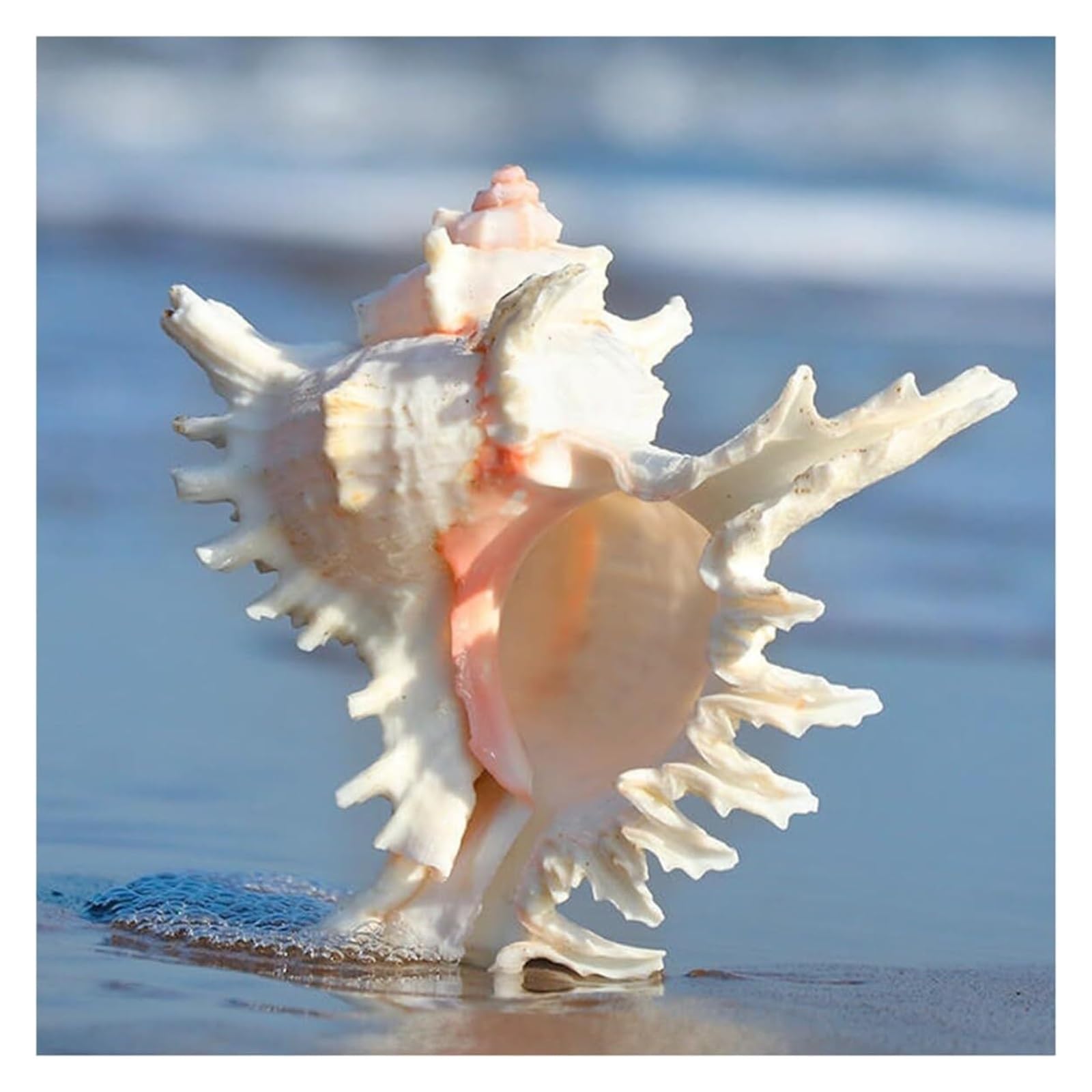 YKMYXZ shells， Huge Rare Ocean Conch 10~21 Cm Seashells Perfect for Wedding Decor Theme Party,Fish Tank(13~14cm)