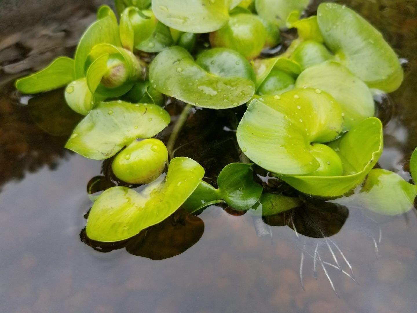 Water Hyancinth - Floating Live Pond Plant