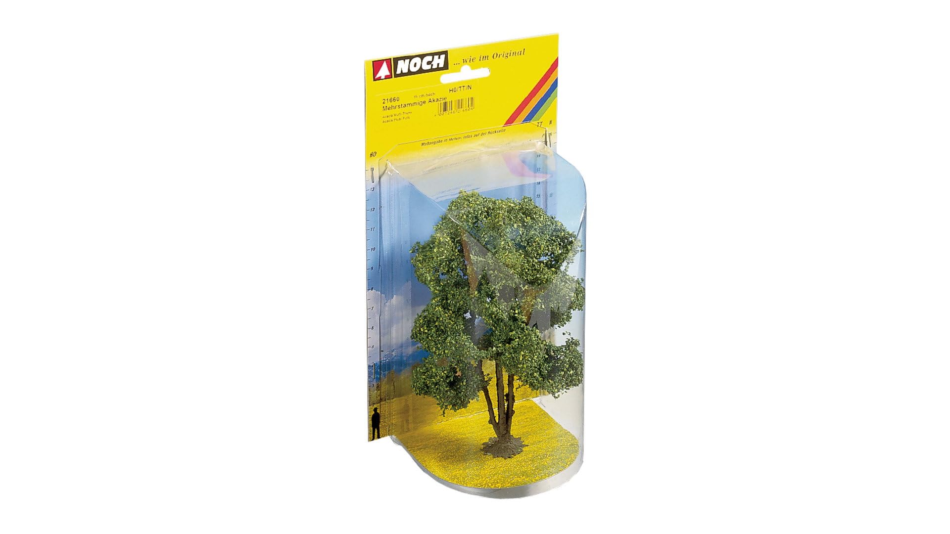 Noch 21660 - Acacia ramificata 15 cm