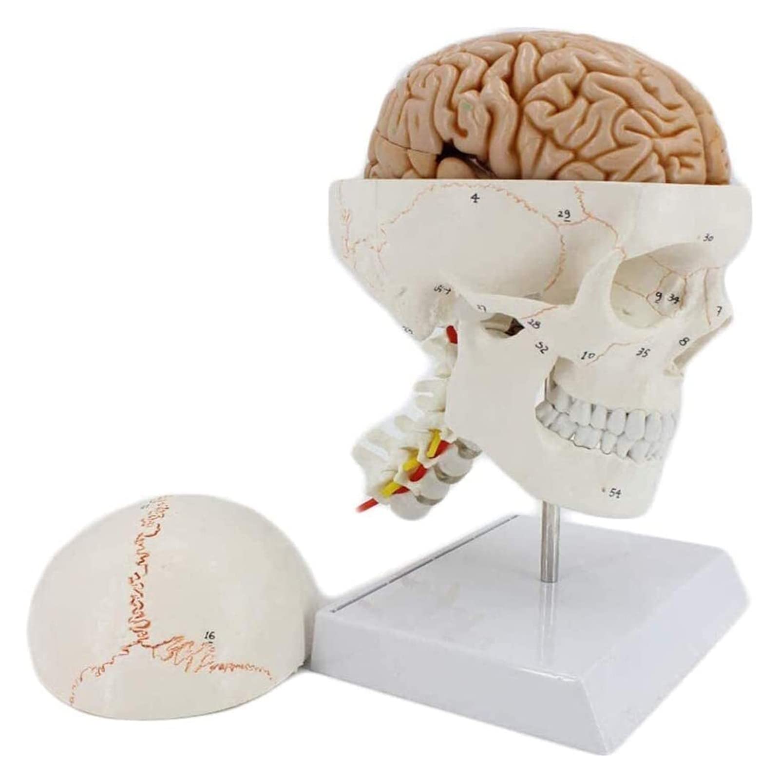 GTHTUHFD Human Skull Model Human Head Skull With Cervical Vertebra Skeleton For Medical Anatomy Teaching