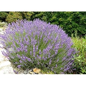 1 PIANTA DI LAVANDULA ANGUSTIFOLIA LAVANDA VERA IN VASO 14CM profumata anti insetti
