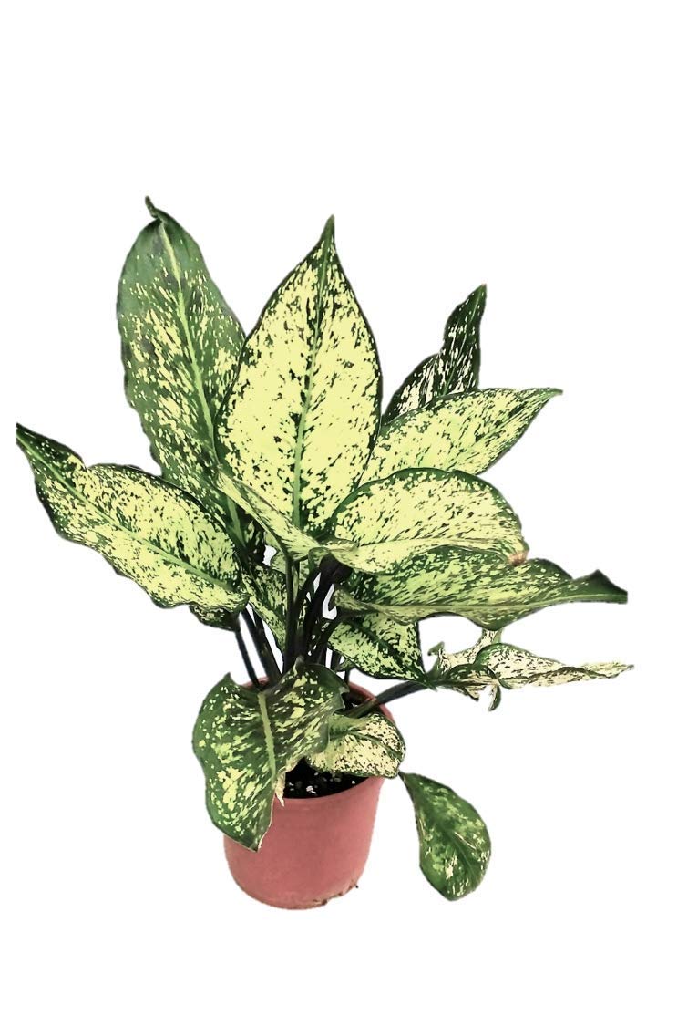 GREEN ISLAND Aglaonema Snow White Live Plant Pack of One in Pot