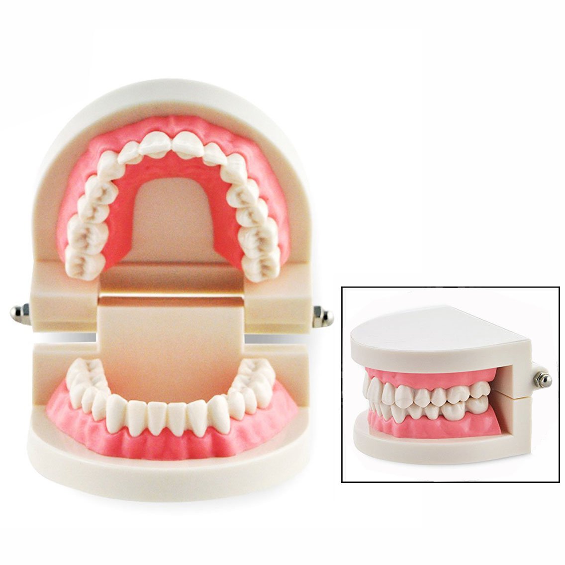Modelo Dental de Enseñanza Dientes Dentista Cuidado Tooth Teach