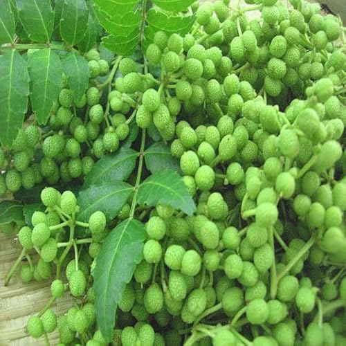 Ⓚ R̎EԂǂ/q 500g a̎RY yRzyⓀցz