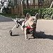 Poussette Réglable Fauteuil Roulant pour Chien Chat Lapin, Chariot pour Chien âgé et Handicapé, Jambe Arrière/Patte Arrière, pour Les Blessures de L'aide et L'arthrite, 5-20 KG