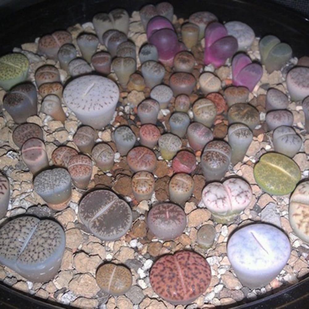 200 piezas Lithops Seeds Living Stones, planta suculenta Bonsai Garden Office Decor Semillas de Lithops