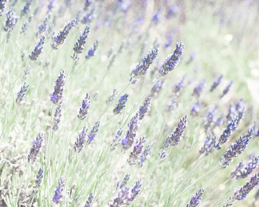Purple Botanical Wall Art, Rustic Floral Farmhouse Decor, Wild Flower Picture, 8x10 Matted Photographic Print, (Fits 11x14 Frame) ‘Lavender for LaLa’