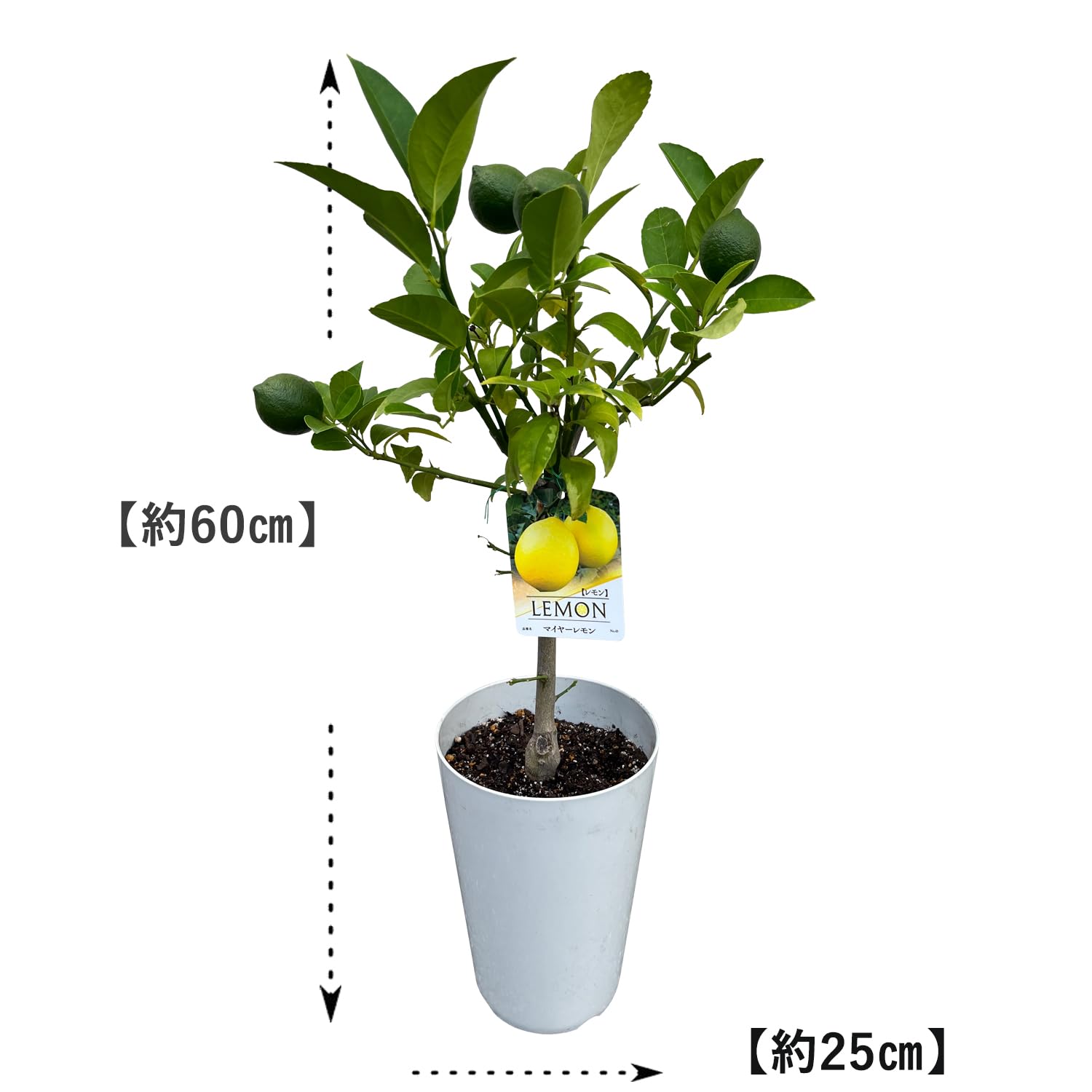 Amazon｜花のギフト社 レモン 苗木 実つき 鉢植え 国産 レモンの木