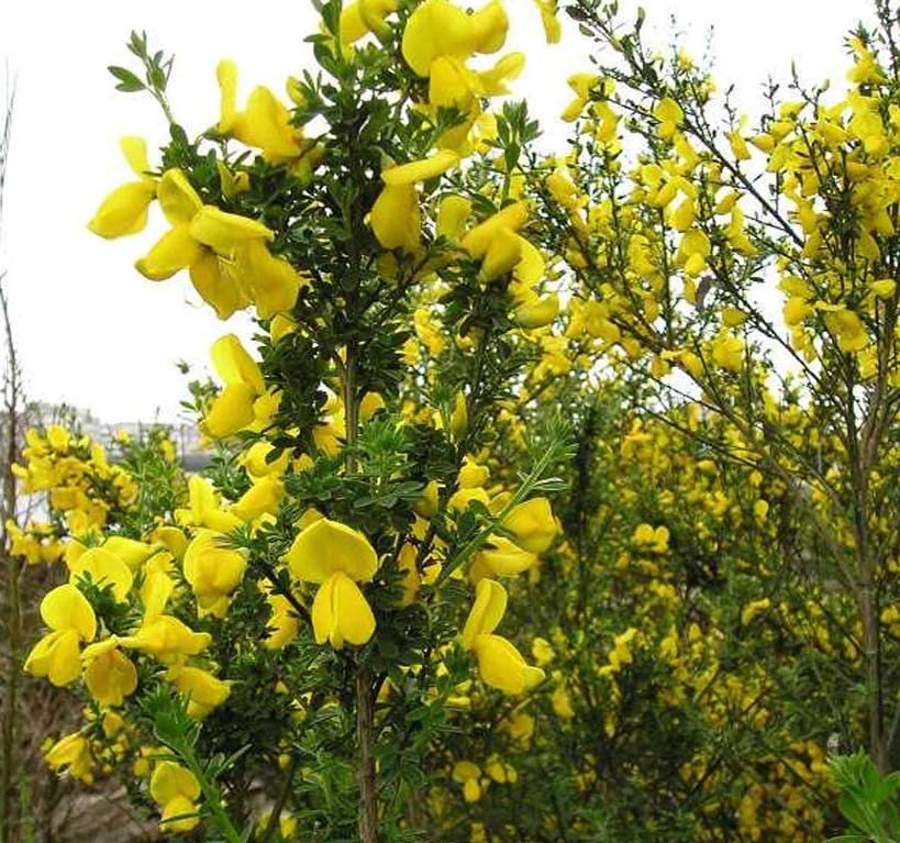 Cytisus scoparius (Scotch Broom) Tree Seed, sweet-pea shaped, bright yellow flowers, You Choose The Quantity (1 Pack)