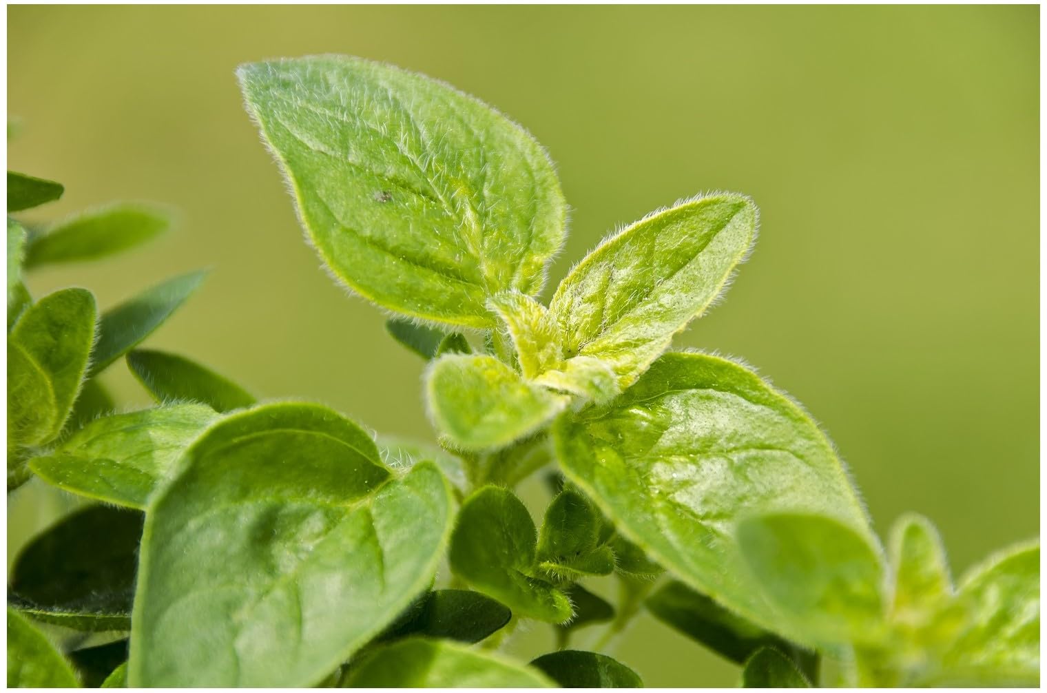 PREMIER SEEDS DIRECT - Oregano Greek - Origanum HIRTUM (35000-Seeds)