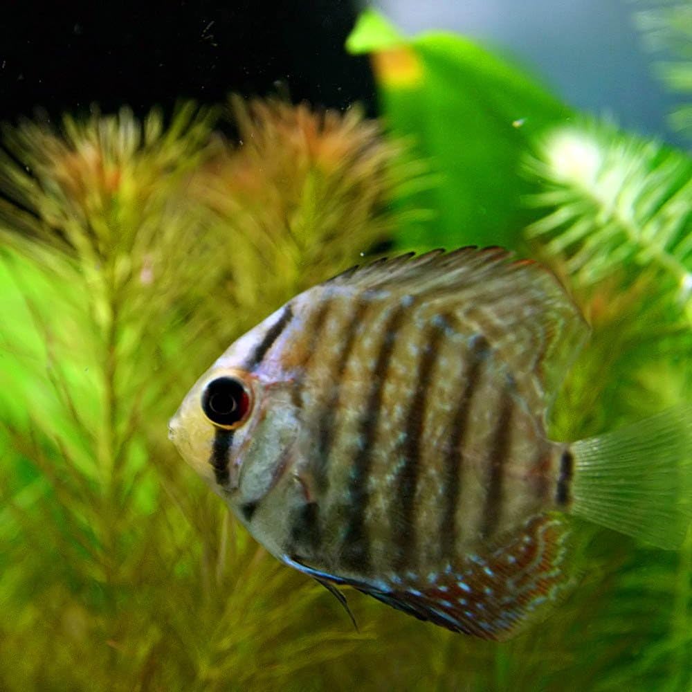 Amazon 熱帯魚 ブラウンディスカス タイ産 約3 5cm 1匹 生体 Swehoo 観賞魚 水中生物 通販