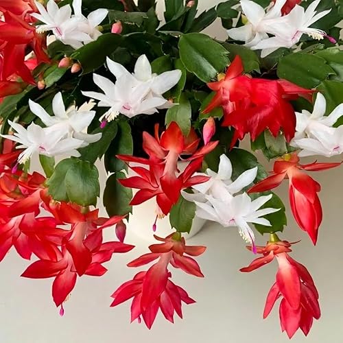 Miniatura 4 de Planta de cactus de Navidad viva, flores rojas y blancas, suculentas navideñas en maceta de 6 pulgadas para cultivo en interiores o exteriores