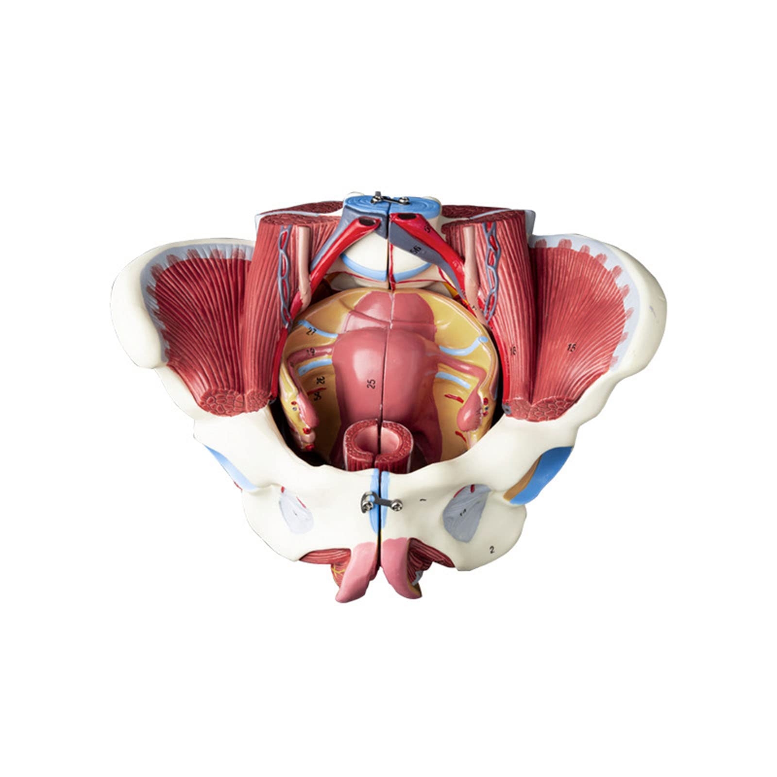 GTHTUHFD Female Pelvis Model With Pelvic Floor Muscles Perineum Model Female Anatomy Model 1:1 Life Size Human Skeleton