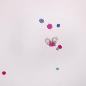 Mixed Pollen Grains Slide, w.m.