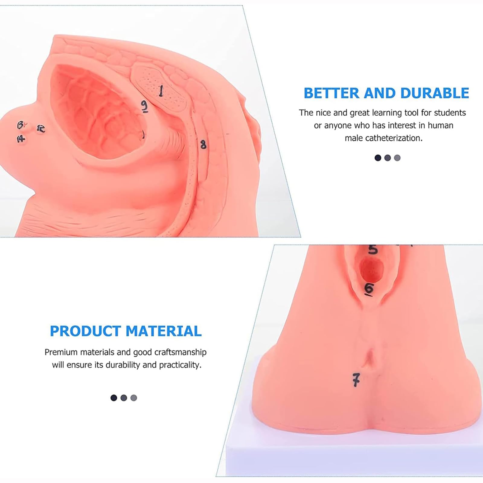 Modèle de cathétérisme, modèle de cathétérisme Interne et Externe féminin, modèle d'enseignement de Mannequin en PVC, pour Aide à la Formation pédagogique médicale en gynécologie