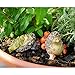 Top Collection 4408 Miniature Fairy Garden & Terrarium Hedgehog Sleeping with Leaf Blanket Statue, Small