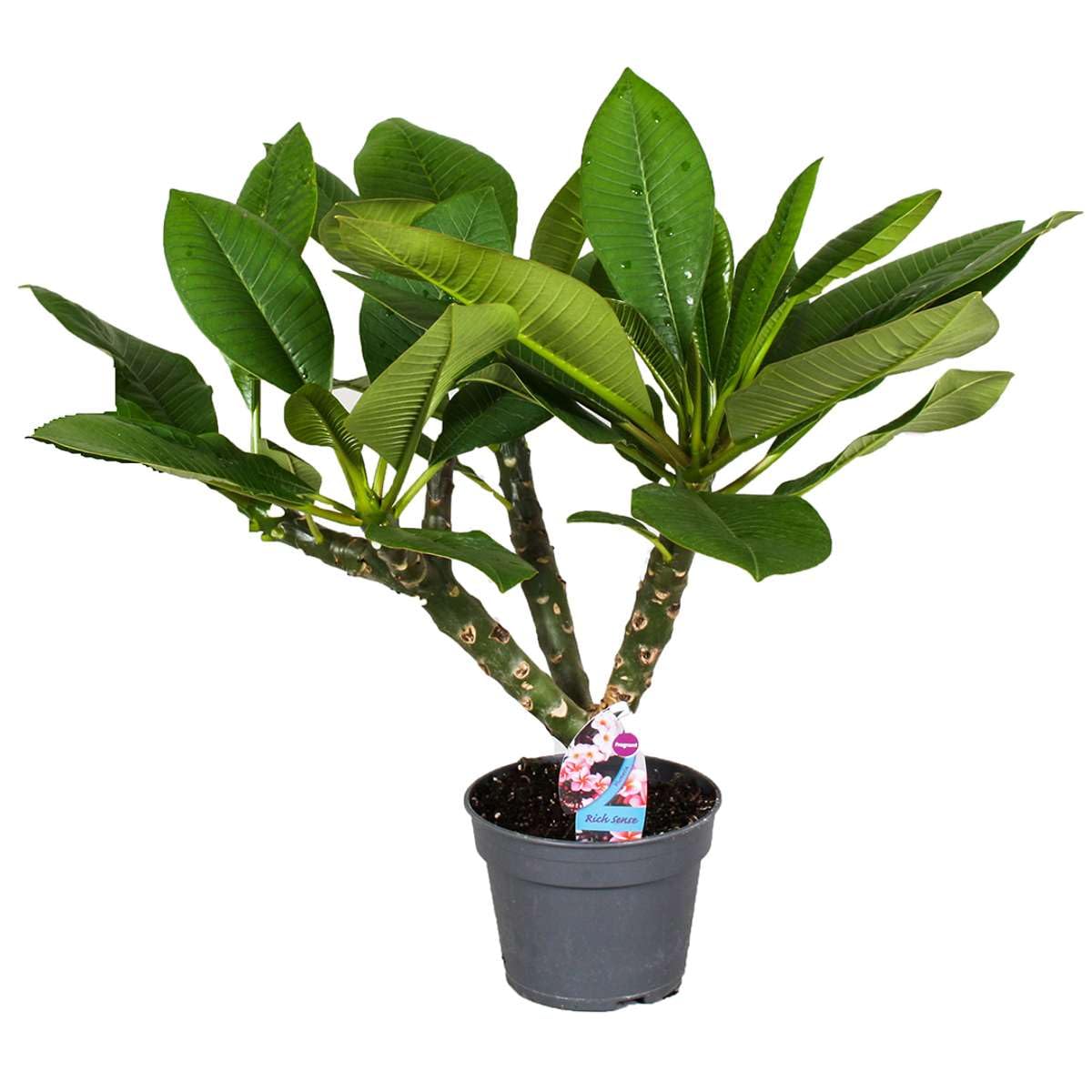 Plant in a Box - Plumeria Frangipani Hawaii - Plante verte interieur vivante fleur - Frangipanier plante exotiques - Pokon - Pot 17cm - Hauteur 45-55cm