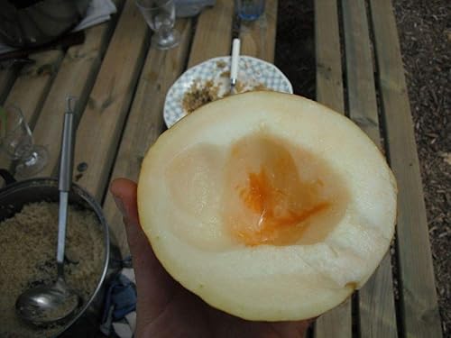 Miniatura 4 de Israelí (Antiguo Original) Melón - Cremoso carne y es muy dulce! Carne aromática!!(100 - Semillas)
