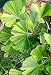 DWARF VARIEGATED GINKGO TREE - Ginkgo biloba 'Sunstream' - 1 - YEAR PLANT