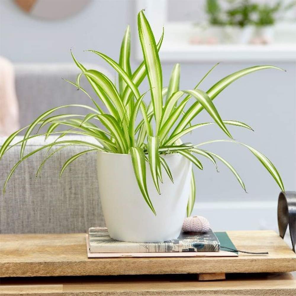 American Plant Exchange Spider Plant – Live Indoor Houseplant, 4-Inch Pot – Air-Purifying Chlorophytum Plant for Home, Office, and Indoor Décor