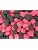 Black & Raspberry Berries