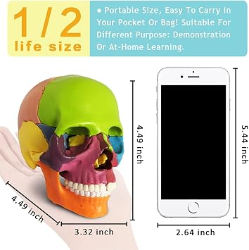 EVOTECH Disarticulated Human Skeleton Model for Anatomy 67'' Full Size