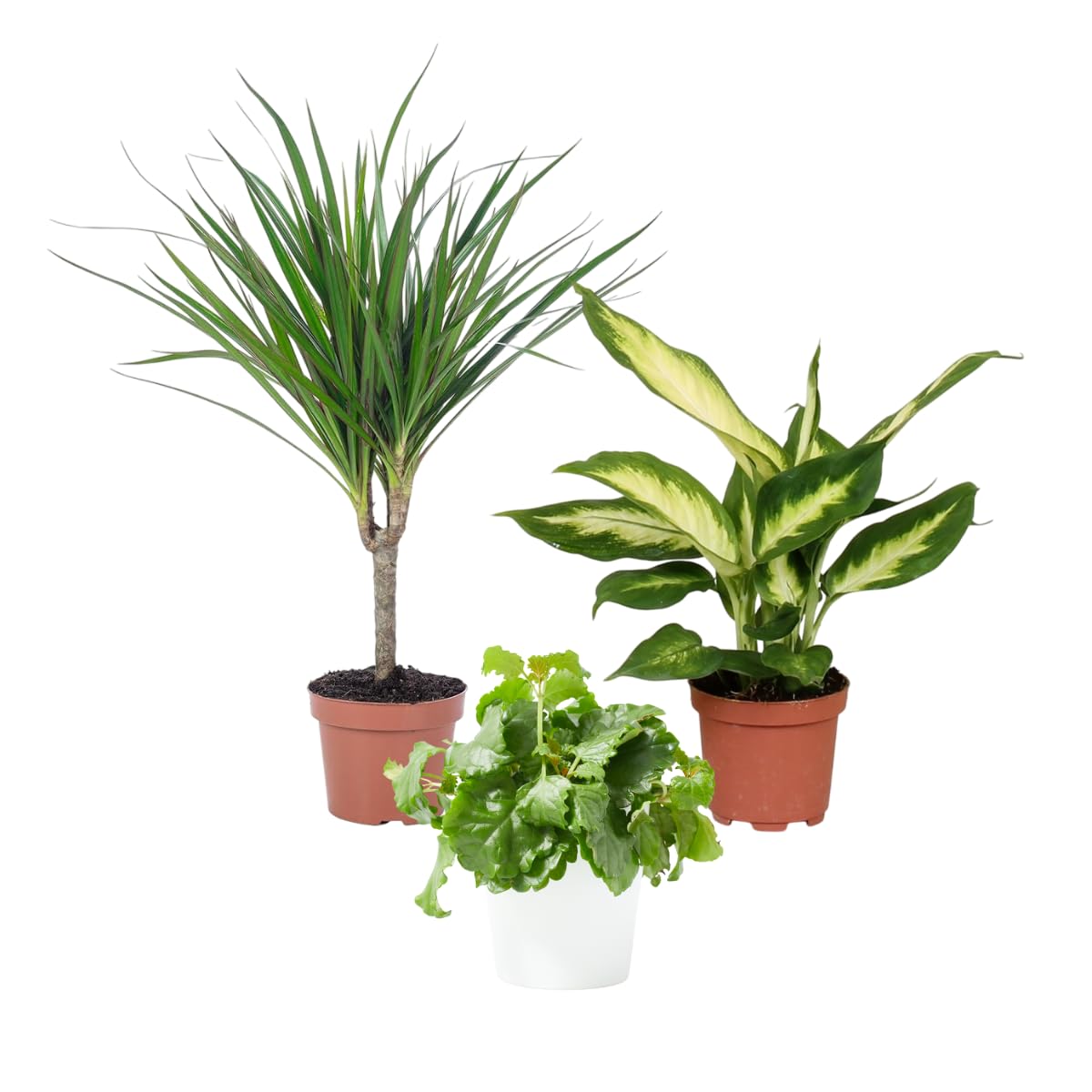 Verdecora Pack de 10 Plantas Naturales en maceta de Ø9cm | Selección Aleatoria de Especies Exóticas y Decorativas | Ideal para Interior y Exterior